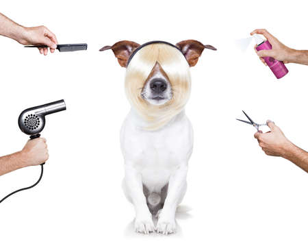 hairdresser dog ready to look beautiful at the wellness spa, isolated on white backgroundの写真素材