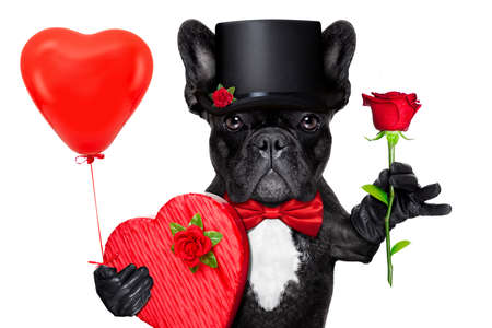 valentines french bulldog dog holding a present box , a balloon and  a  red rose , isolated on white backgroundの写真素材