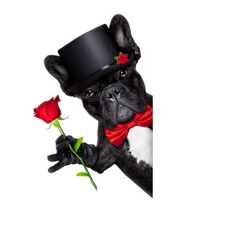 valentines french bulldog dog holding a red rose besides a white and blank banner , isolated on white backgroundの写真素材