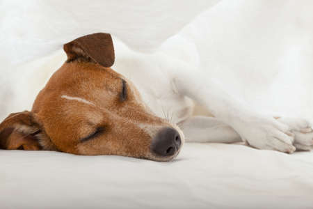 jack russell terrier dog under the blanket or sheets in bed , having a siesta and relaxingの写真素材