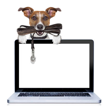 jack russell terrier dog waiting to go for a walk with owner, leather leash in mouth, behind pc computer screen , isolated on white backgroundの写真素材