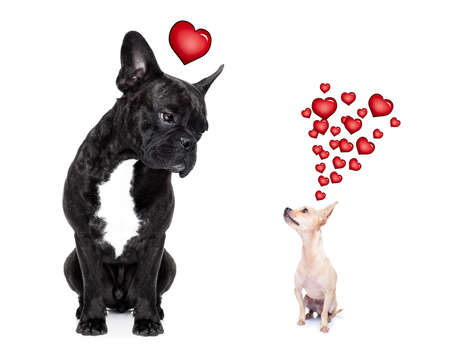 chihuahua and french bulldog, attracted and looking to each other in love, isolated on white...