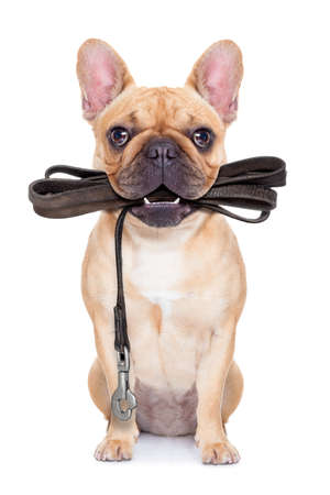 fawn french bulldog sitting with leather leash ready for a walk with owner, isolated on white isolated background fawn french bulldog sitting with leather leash ready for a walk with owner, isolated on white isolated background