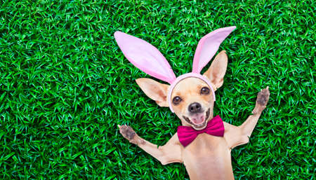 chihuahua dog  dressed with bunny easter ears and a pink tie with egg on spoon, isolated on white backgroundの写真素材