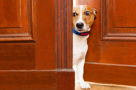 jack russell terrier dog at the door at home watching from behind with curiosity and scaredの写真素材