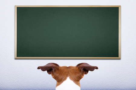 jack russell dog in front of blackboard, learning at school and trainingの写真素材