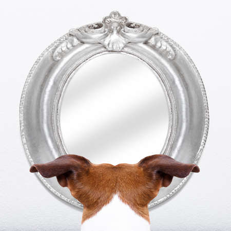 jack russell dog staring  or looking  at the mirror on the white wallの写真素材