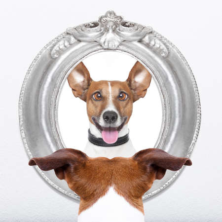 jack russell dog looking at the mirror his  crazy silly funny face