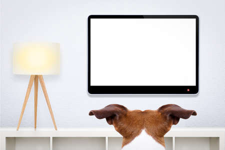jack russell, dog in front of a blank and empty tv television or pc computer screen, and watching , in his living roomの写真素材