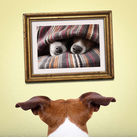 jack russell dog from back behind , watching ,looking or staring   his big love in a frame at the...