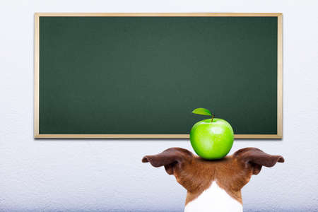 jack russell dog in front of blackboard, learning at school balancing a green apple on the headの写真素材