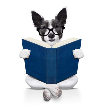 black terrier dog sitting reading a big book, isolated on white backgroundの写真素材