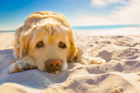 golden retriever dog relaxing, resting,or sleeping at the beach, under the bright sun golden retriever dog relaxing, resting,or sleeping at the beach, under the bright sun