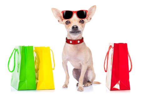 chihuahua dog with shopping bags ready for discount and sale at the  mall, isolated on white backgroundの写真素材