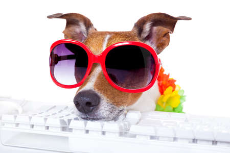 jack russell dog booking summer vacation holidays online using a pc computer keyboard, wearing sunglasses and a flower chain , isolated on white backgroundの写真素材