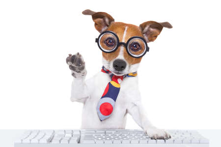 jack russell dog booking a reservation online using a pc computer laptop keyboard ,with high five paw ,isolated on white backgroundの写真素材