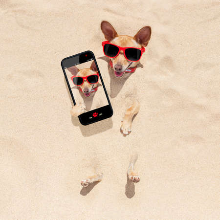 chihuahua dog  buried in the sand at the beach on summer vacation holidays , taking a selfie, wearing red sunglassesの写真素材