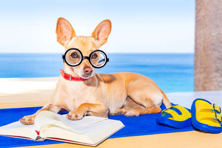 chihuahua dog reading a book and relaxing under the palm at the beach , enjoying the summer vacation holidaysの写真素材
