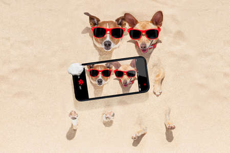 couple of two dogs buried in the sand at the beach on summer vacation holidays , having fun taking a selfie with smartphoneの写真素材