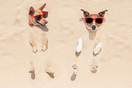 couple of two dogs  buried in the sand at the beach on summer vacation holidays , having fun and enjoying ,wearing red sunglasses fun and enjoying ,wearing red sunglasses