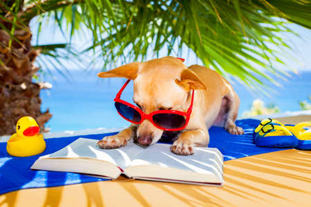 chihuahua dog reading a book and relaxing under the palm at the beach , enjoying the summer vacation holidaysの写真素材