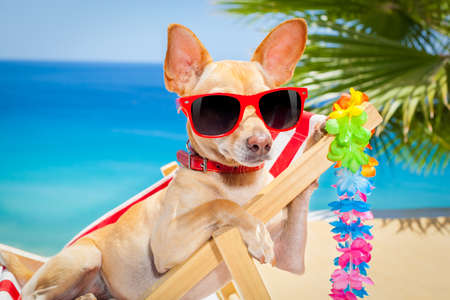 chihuahua dog relaxing on a fancy red  hammock with sunglasses in summer vacation holidays at the beach under the palm treeの写真素材