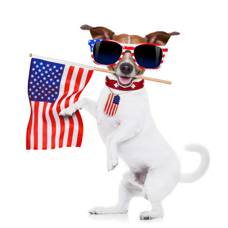 jack russell dog  holding a flag of usa on independence day on 4th  of july  with mouth  isolated on white background wearing american sunglassesの写真素材