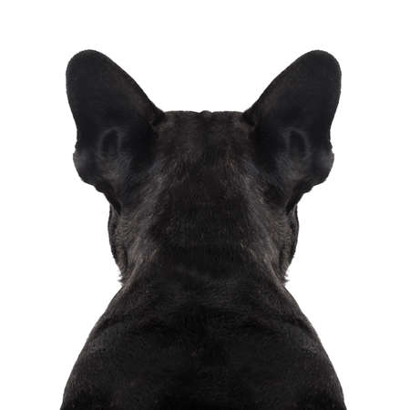 french bulldog dog looking straight, from behind showing back and  rear torso , while sitting , isolated on white backgroundの写真素材