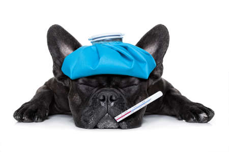 french bulldog dog very sick with ice pack or bag on head, eyes closed and suffering , thermometer in mouth , isolated on white background french bulldog dog very sick with ice pack or bag on head, eyes closed and suffering , thermometer in mouth , isolated on white background