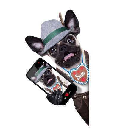 silly crazy  pug dog dressed up as bavarian with gingerbread as collarの写真素材