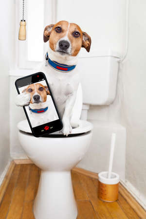 jack russell terrier, sitting on a toilet seat with digestion problems or constipation looking very sad, taking a selfieの写真素材