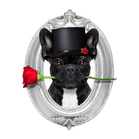 valentines  french bulldog dog in love holding a rose with mouth , isolated on white background inside a frame of silver woodの写真素材