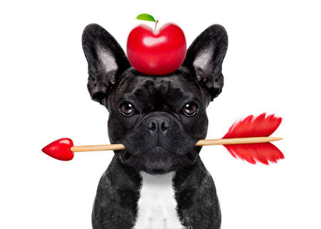valentines french bulldog dog in love holding a cupids arrow with mouth apple in heart shape on the head  ,isolated on white backgroundの写真素材