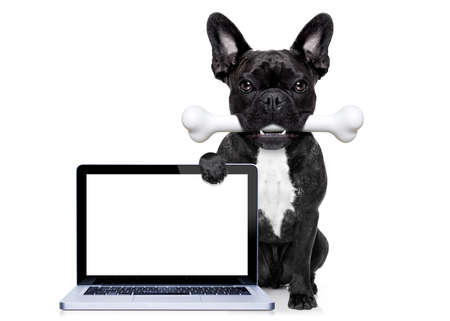 french bulldog dog  hungry with a big bone in mouth, behind a blank pc computer laptop screen or display, isolated on white backgroundの写真素材