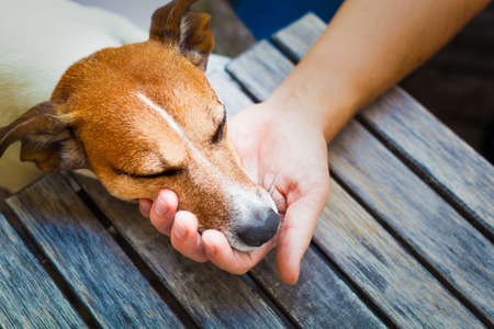 owner holding his dog in his hand, taking care, while sleeping or resting