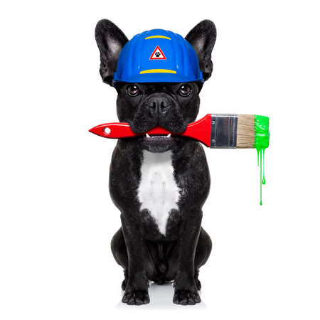 handyman painter dog worker with paintbrush  and  ready to repair, fix or paint everything at home, isolated on white backgroundの写真素材