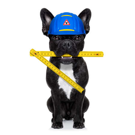handyman dog worker with helmet and folding ruler, ready to repair, fix and measure  everything at home, isolated on white backgroundの写真素材