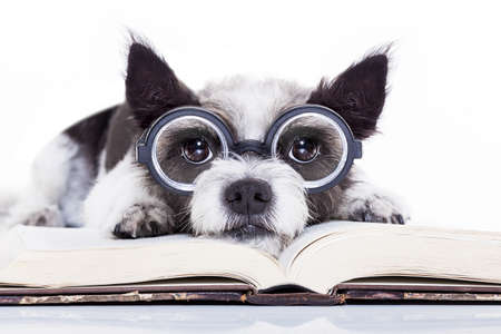 terrier dog reading a book with nerd glasses, looking smart and intelligent, isolated on white backgroundの写真素材