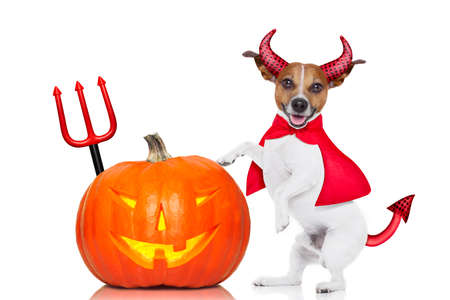 jack russell halloween dog dressed up as devil holding a pumpkin , isolated on white background