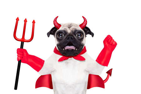 halloween devil pug dog  with red cape, isolated on white backgroundの写真素材