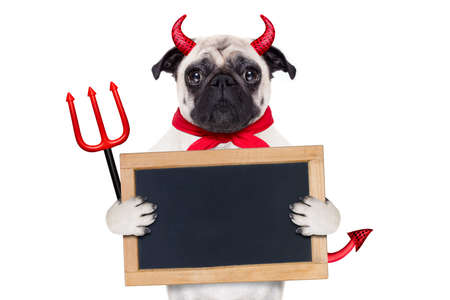 halloween devil pug dog  hiding behind white empty blank  blackboard or placard , isolated on white backgroundの写真素材