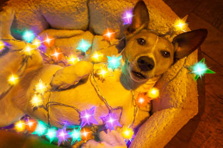 dog with fairy light at christmasの写真素材