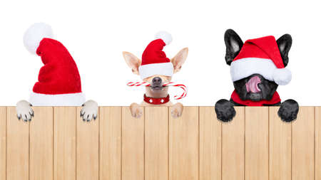 row and group of santa claus dogs, for christmas holidays, behind a wall, banner or placard, eyes covered by the hat , isolated on white backgroundの写真素材