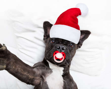 french bulldog santa claus dog taking a selfie in bed at christmas holidays with pacifier wearing a...
