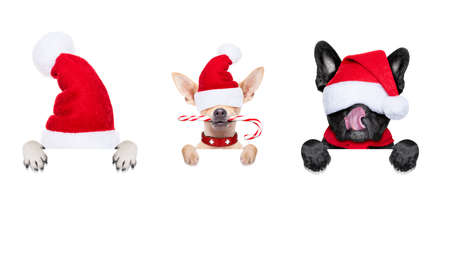 row and group of santa claus dumb dogs, for christmas holidays, behind a wall, banner or placard, eyes covered by the hat , isolated on white backgroundの写真素材