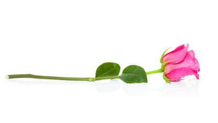 valentines pink rose isolated on white background, wet, water drops on top as decorationの写真素材