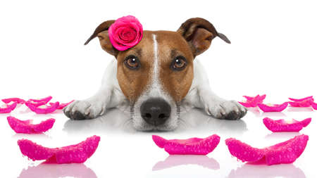 jack russell  dog looking and staring at you   ,while lying on the ground or floor, with a valentines rose on head and on floor, isolated on white background,の写真素材