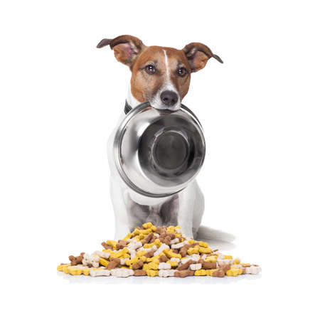 hungry  jack russell dog behind  a big mound or cluster of food , isolated on white background