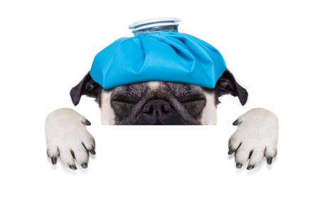 pug  dog  with  headache and hangover with ice bag or ice pack on head,  suffering and crying ,behind banner or placard,  isolated on white backgroundの写真素材