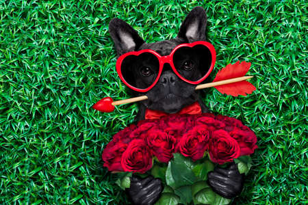 valentines french bulldog dog in love holding a cupids arrow with mouth ,wearing sunglasses,lying on...